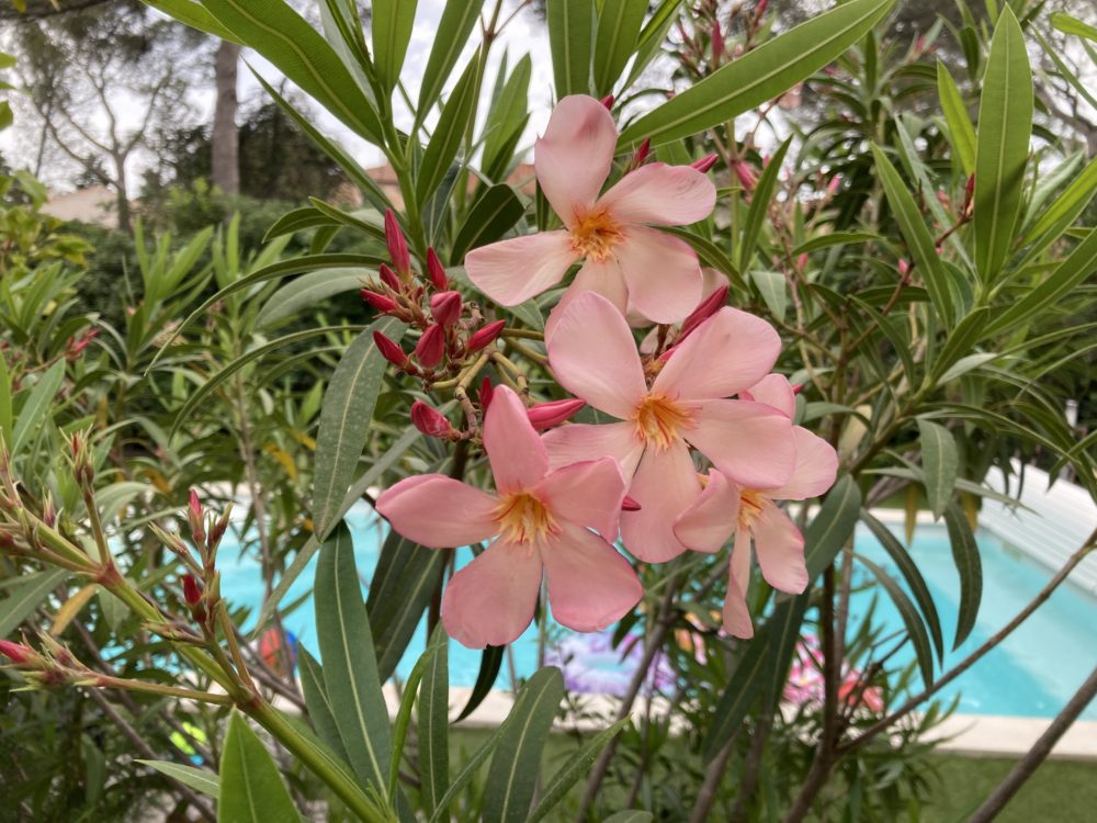 Flowers at the Pool