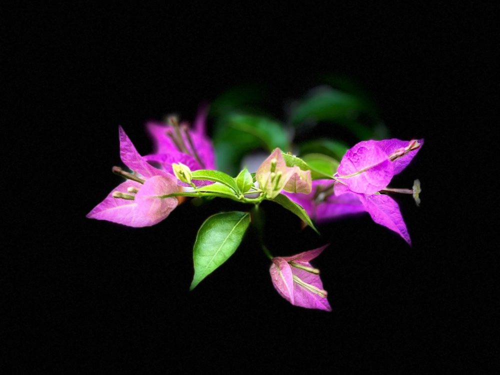 Flowers in the Dark: How to Capture Their Colours and Shapes with a Black Background