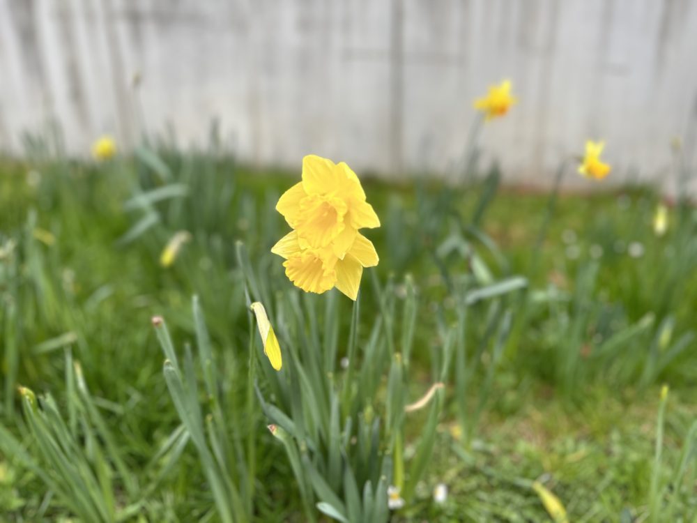 The Narcissus Flower Welcomes Spring with its Beauty and Meaning