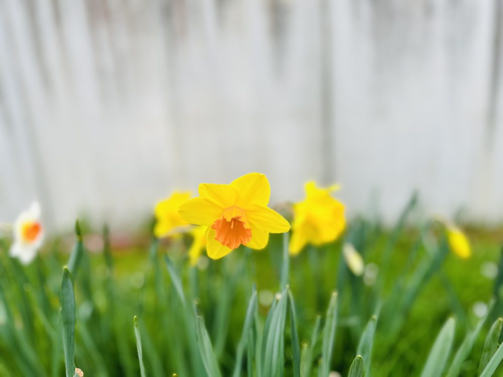 April’s Floral Ambassador: The Narcissus