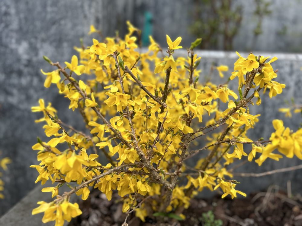 Embracing Spring: The Vibrant Transformation of Forsythias