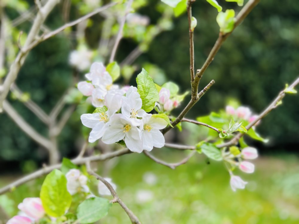 Spring’s Delicate Beauties: The Light Pink Symphony of Apple Blossoms