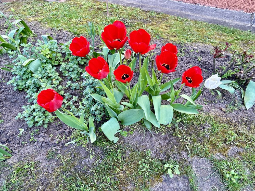 The Royal Bloom: Red Tulips and Their Timeless Symbolism