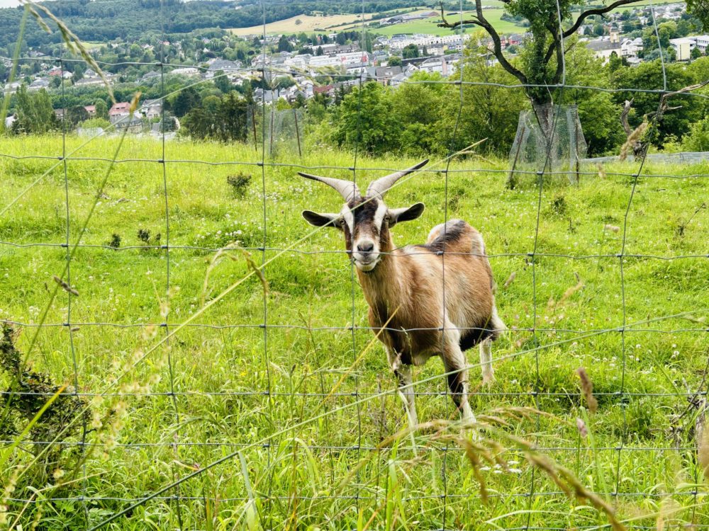 Farm Animals of Luxembourg: A Journey With Friendly Encounters
