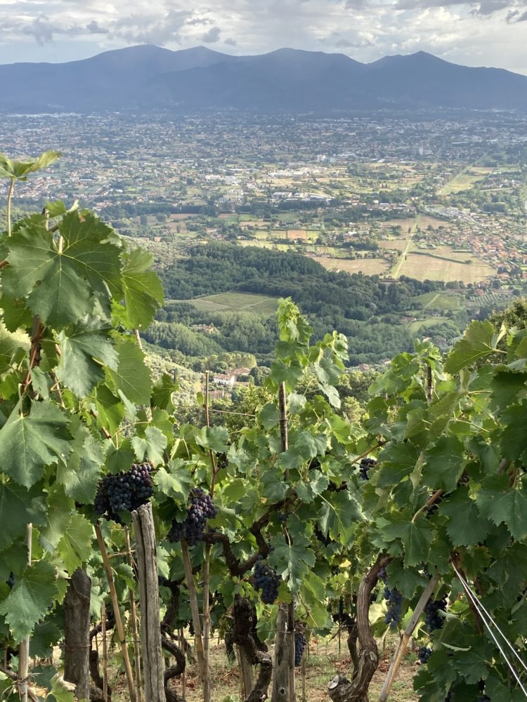 The Enchanting Vineyards of Tramonte